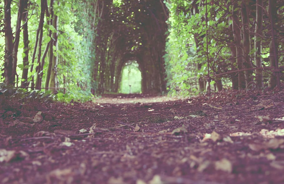 tree, nature, forest, path, plant, trail, ground, sunlight HD wallpaper