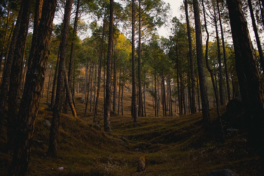 green trees in forest, plant, land, trunk, tree trunk, woodland HD wallpaper