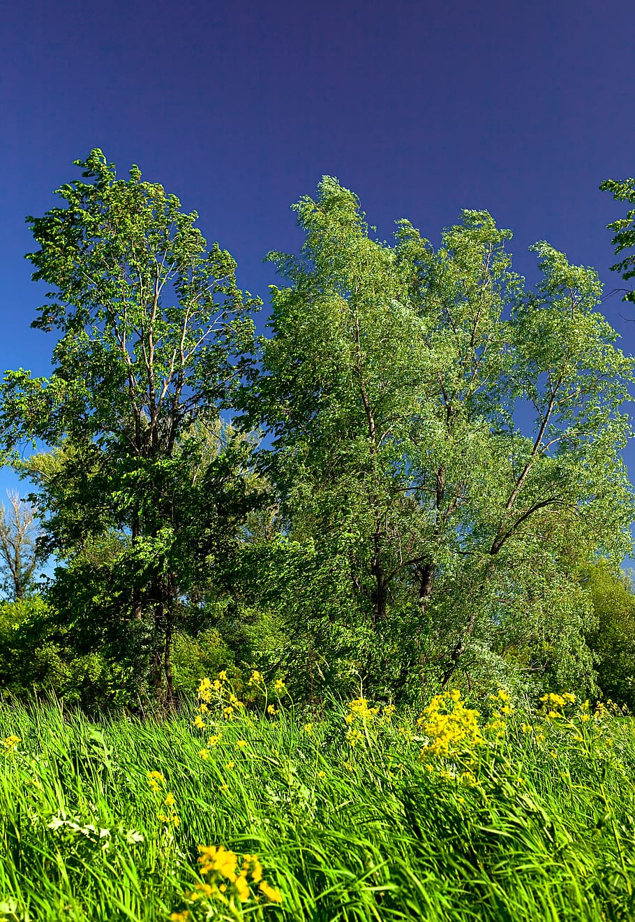 nature, outdoor, scene, scenery, scenic, sky, summer, tranquil HD wallpaper