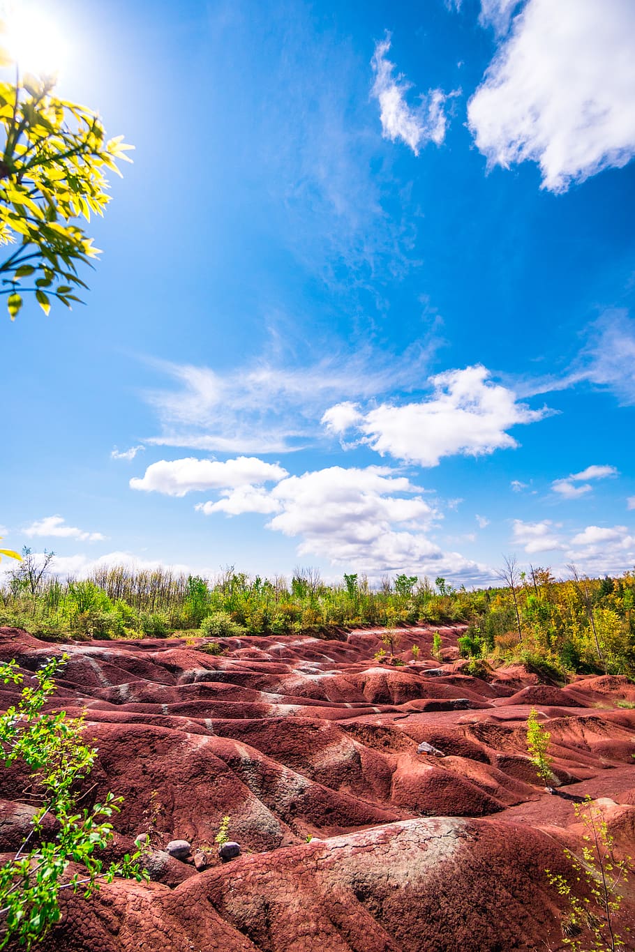 nature, ground, outdoors, soil, plant, canada, caledon, tree HD wallpaper