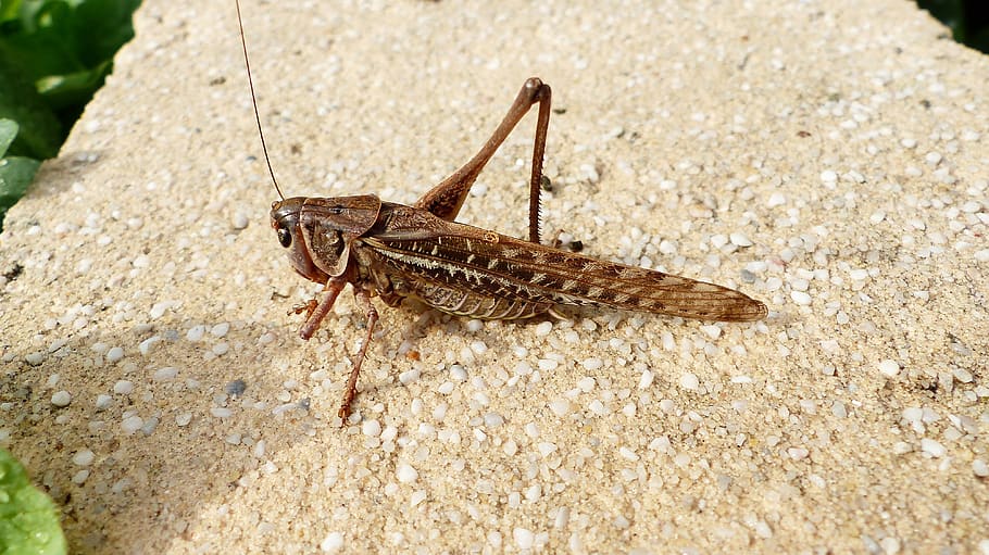 grasshopper, close up, insects, colorful, outside, nature, garden HD wallpaper