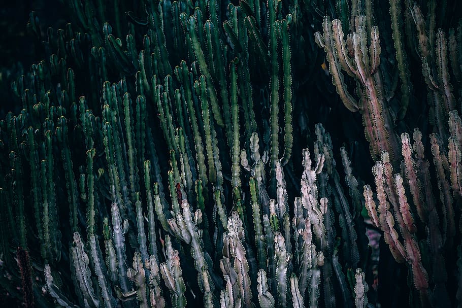 nature, landscape, trees, leaves, green, cactus, tree trunk HD wallpaper