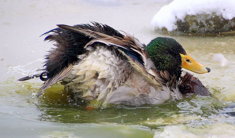 mallard, duck, bird, bathing, washing, animal, wild, nature HD wallpaper