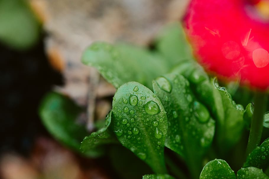plant, leaf, flower, blossom, droplet, rose, water, green, spring HD wallpaper