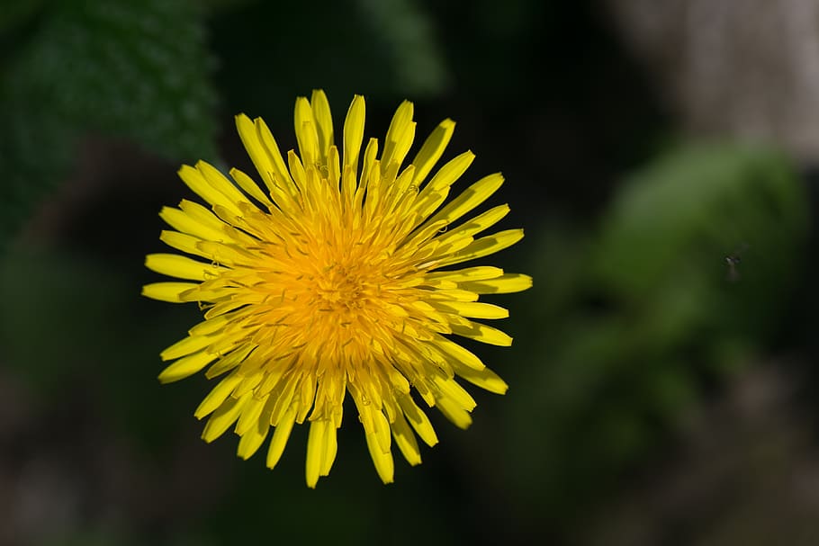 dandelion, blossom, bloom, yellow, pointed flower, close up HD wallpaper