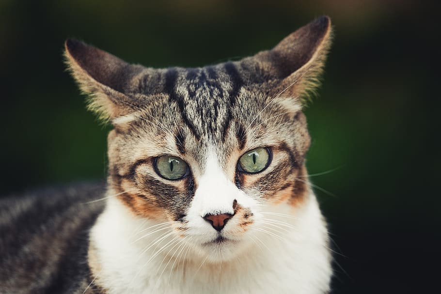 brown tabby cat, face, ear, eye, nose, portrait, fur, whiskers HD wallpaper