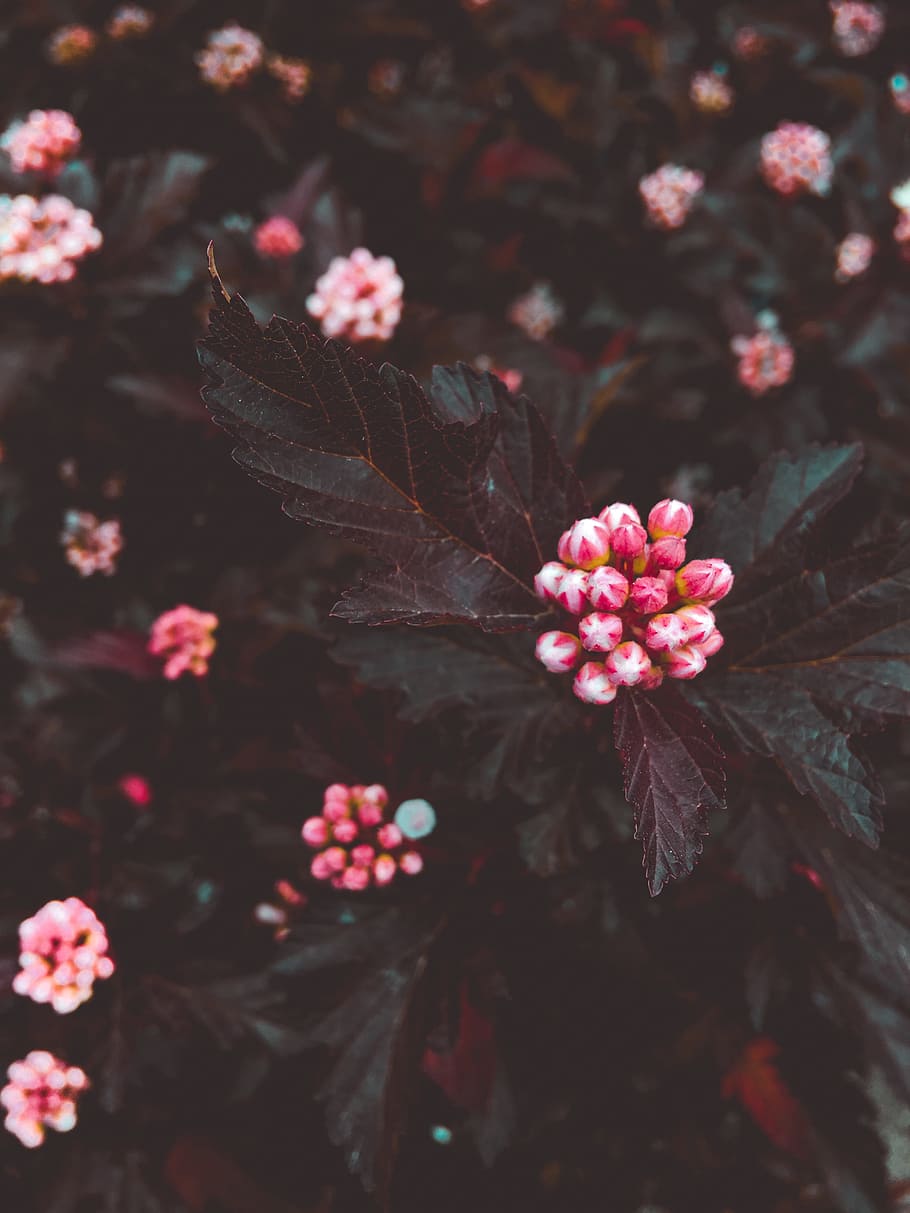 Selective Focus Photography of Pink Flowers, beautiful, blooming HD wallpaper