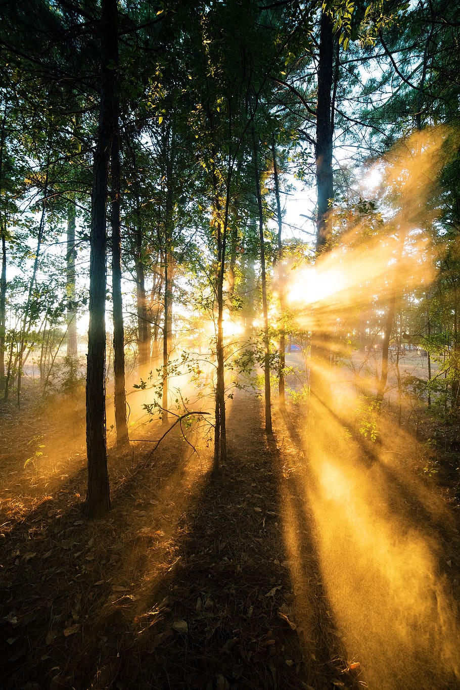 Sunrise Shade  of a Forest, fog, landscape, light, scenic, sun glare HD wallpaper