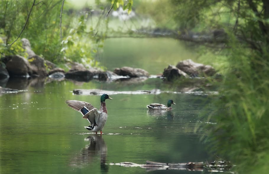 HD wallpaper: bird, vertebrate, animals in the wild, animal wildlife ...