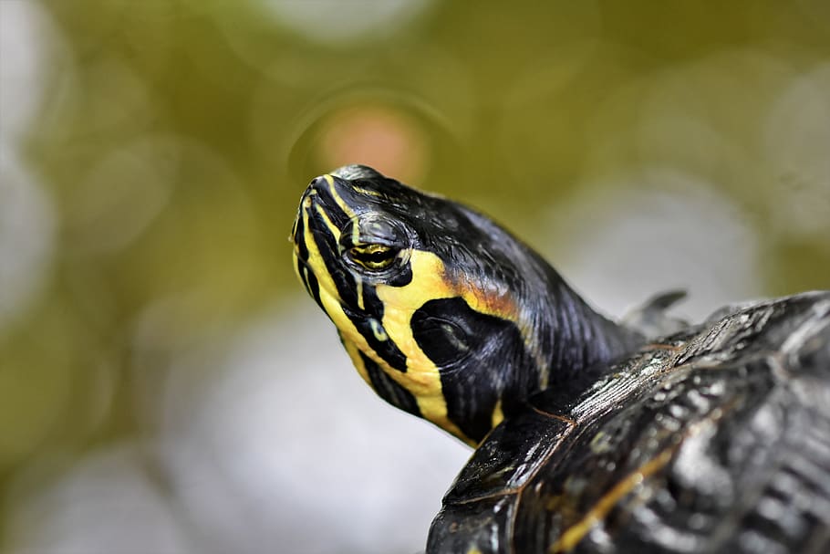 water turtle, reptile, tortoise shell, armored, pond, panzer HD wallpaper