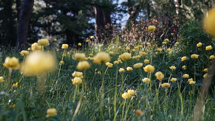 plant, grass, vegetation, flower, blossom, asteraceae, petal HD wallpaper