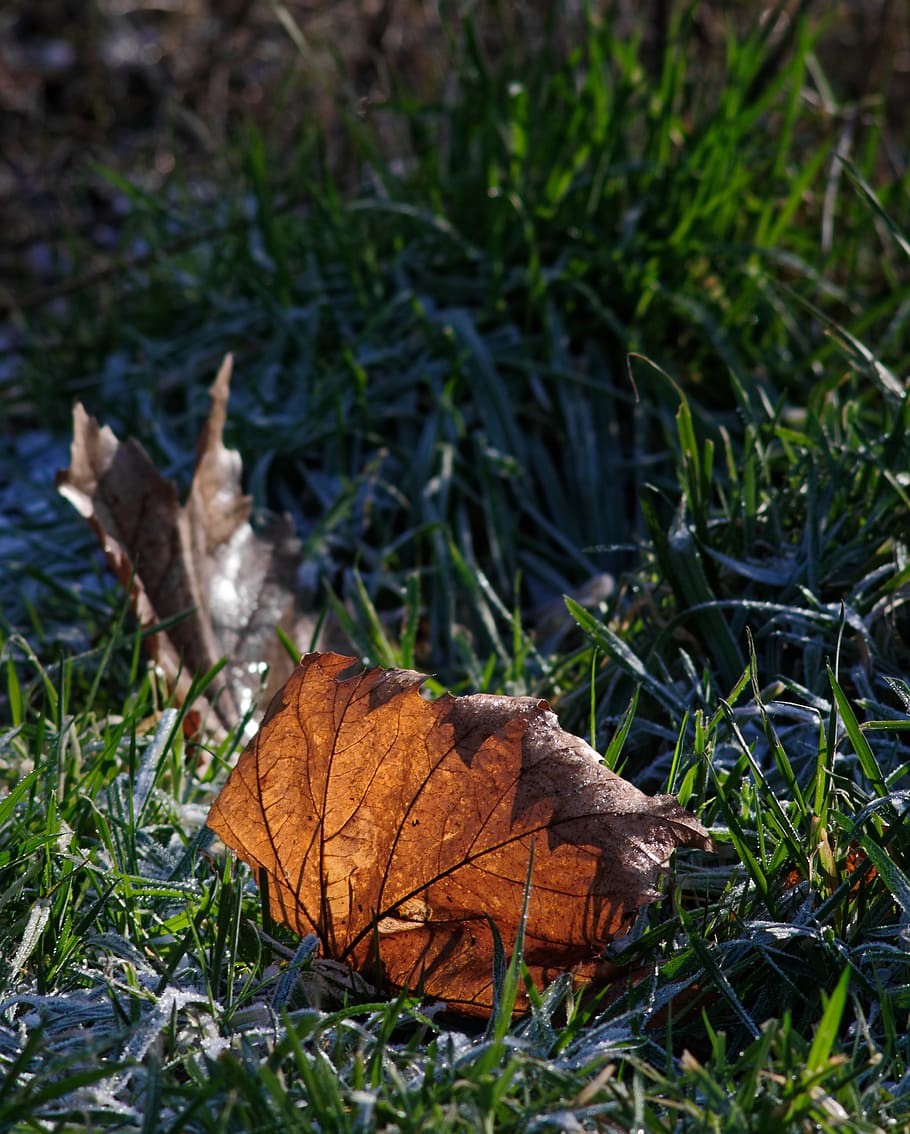 leaf, plant, ground, vegetation, tree, fungus, nature, outdoors HD wallpaper