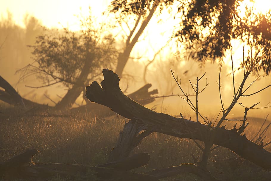 Brown Tree Trunk on Grass during Sunset, forest, nature, sunrise HD wallpaper