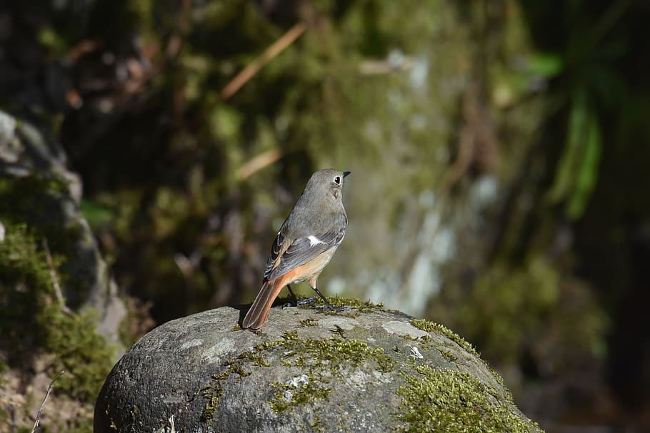 animal, forest, rock, moss, bird, wild birds, fields, flycatcher department of HD wallpaper