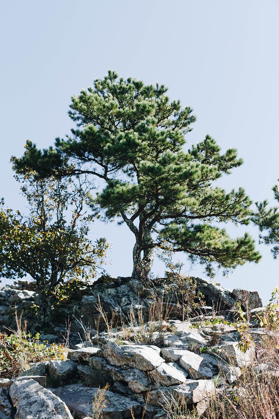 tree, plant, tree trunk, abies, fir, conifer, outdoors, pine HD wallpaper