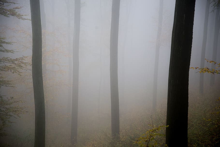 green forest with fog, grey, tree, mist, dorndorf, germany, dornburg HD wallpaper