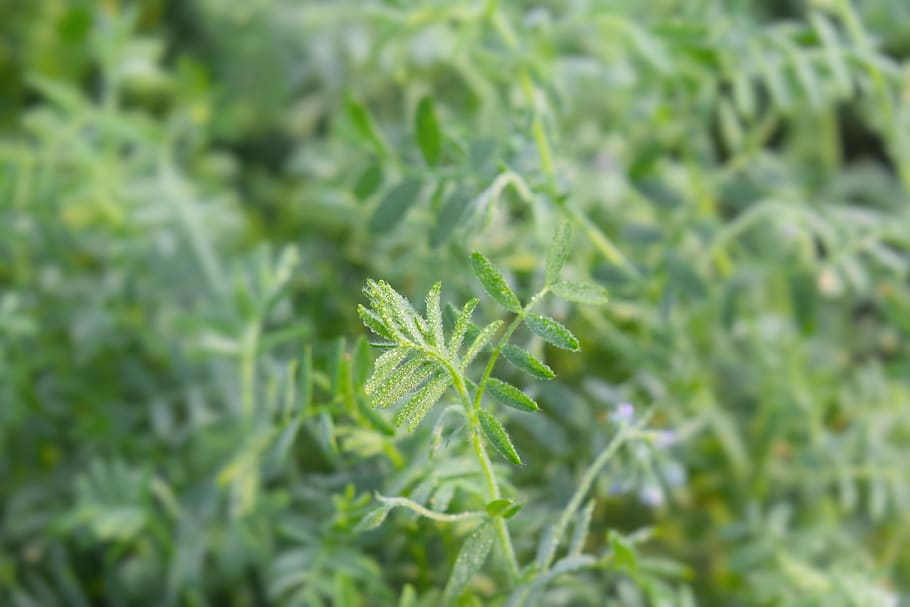 flower, green, nature, botany, crop, summer, growth, green color HD wallpaper
