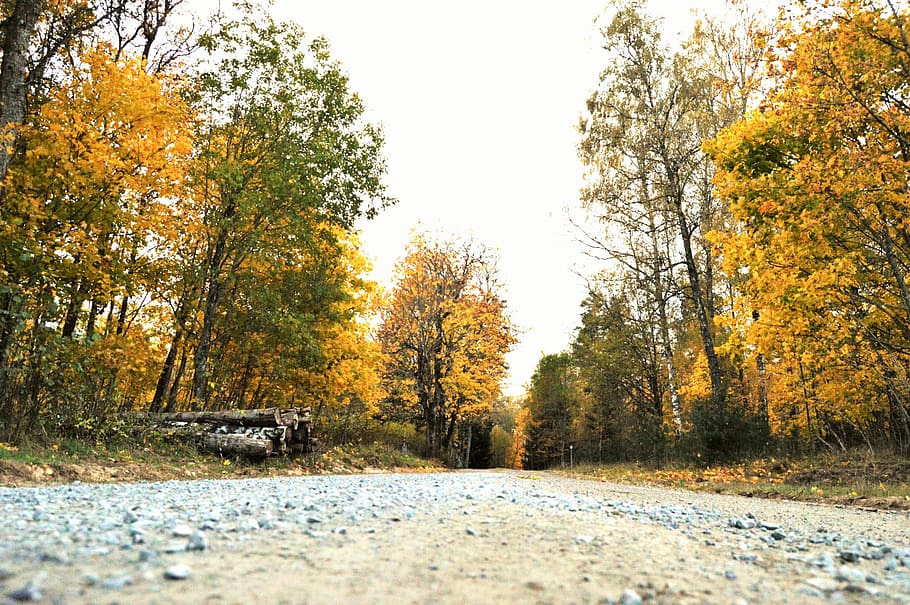 sweden, fall, forest, autumn, tree, road, trees, plant, nature HD wallpaper
