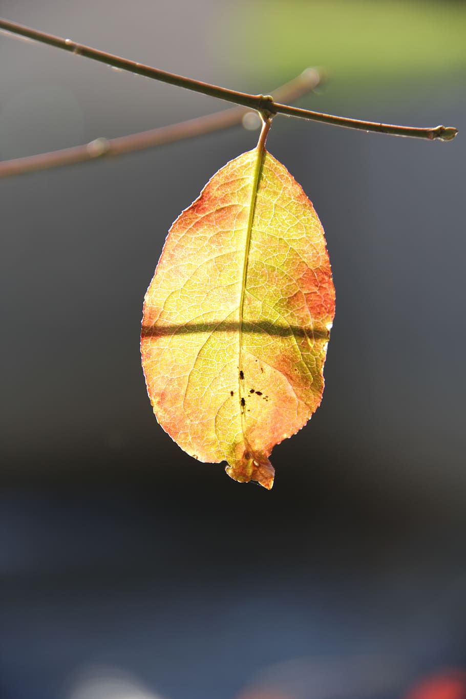 autumn leaf, bright, focus on foreground, plant part, close-up HD wallpaper