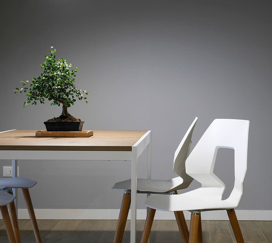 interior, design, table, chairs, furniture, green, plant, wall HD wallpaper
