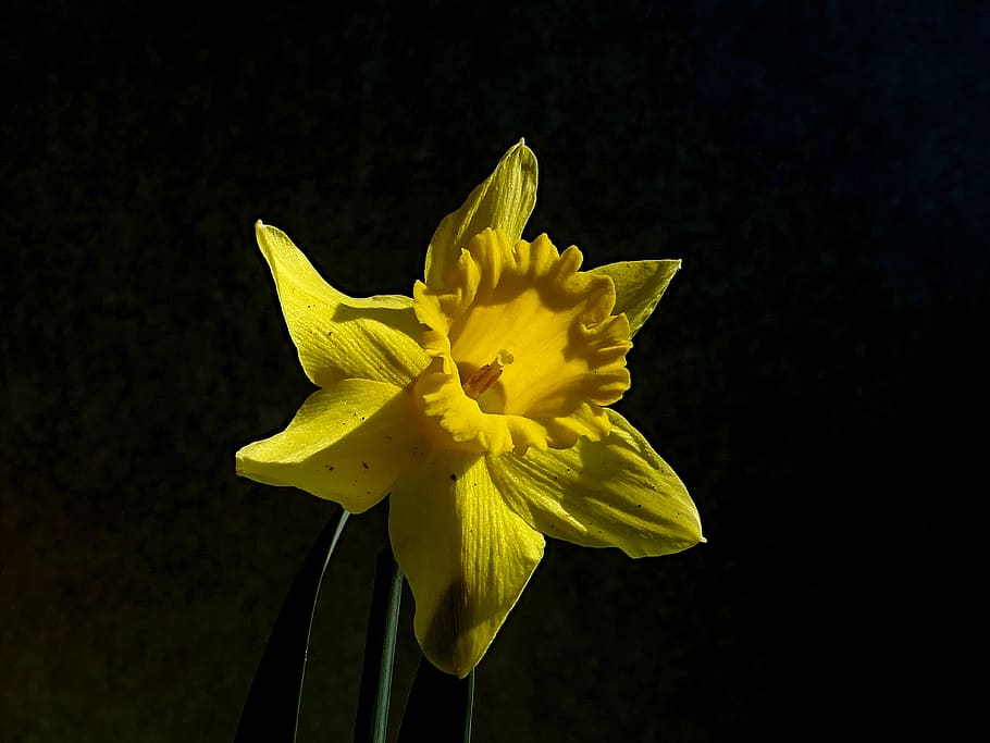 narcissus, yellow, daffodil, spring, bloom, bright, close up, HD wallpaper