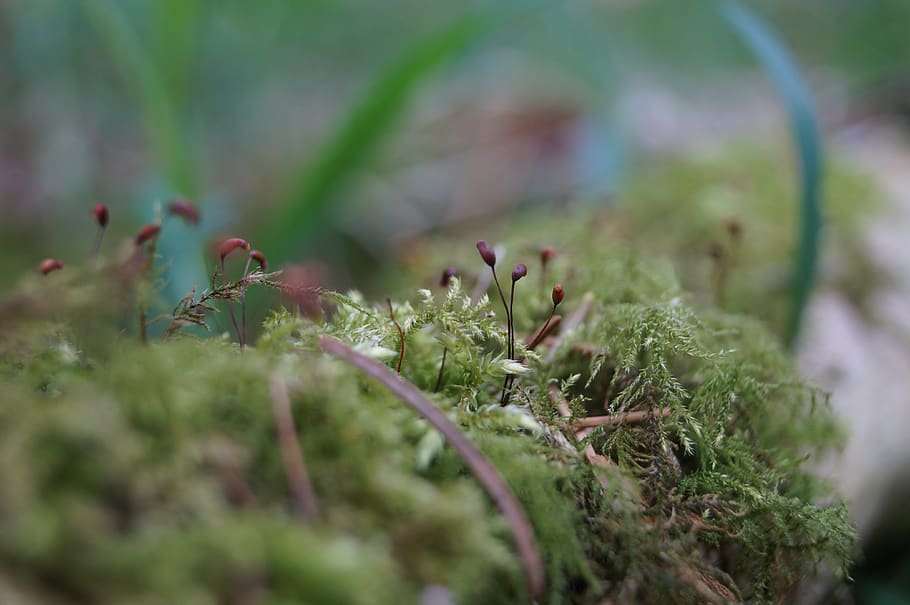 moss, macro, natural, forest, green, the forest floor, environment HD wallpaper