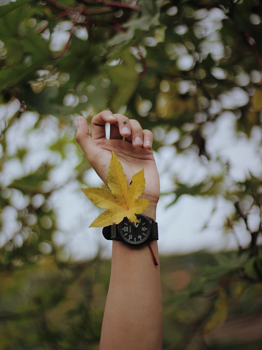 brown maple leaf on human hand, plant, tree, finger, veins, tree trunk HD wallpaper
