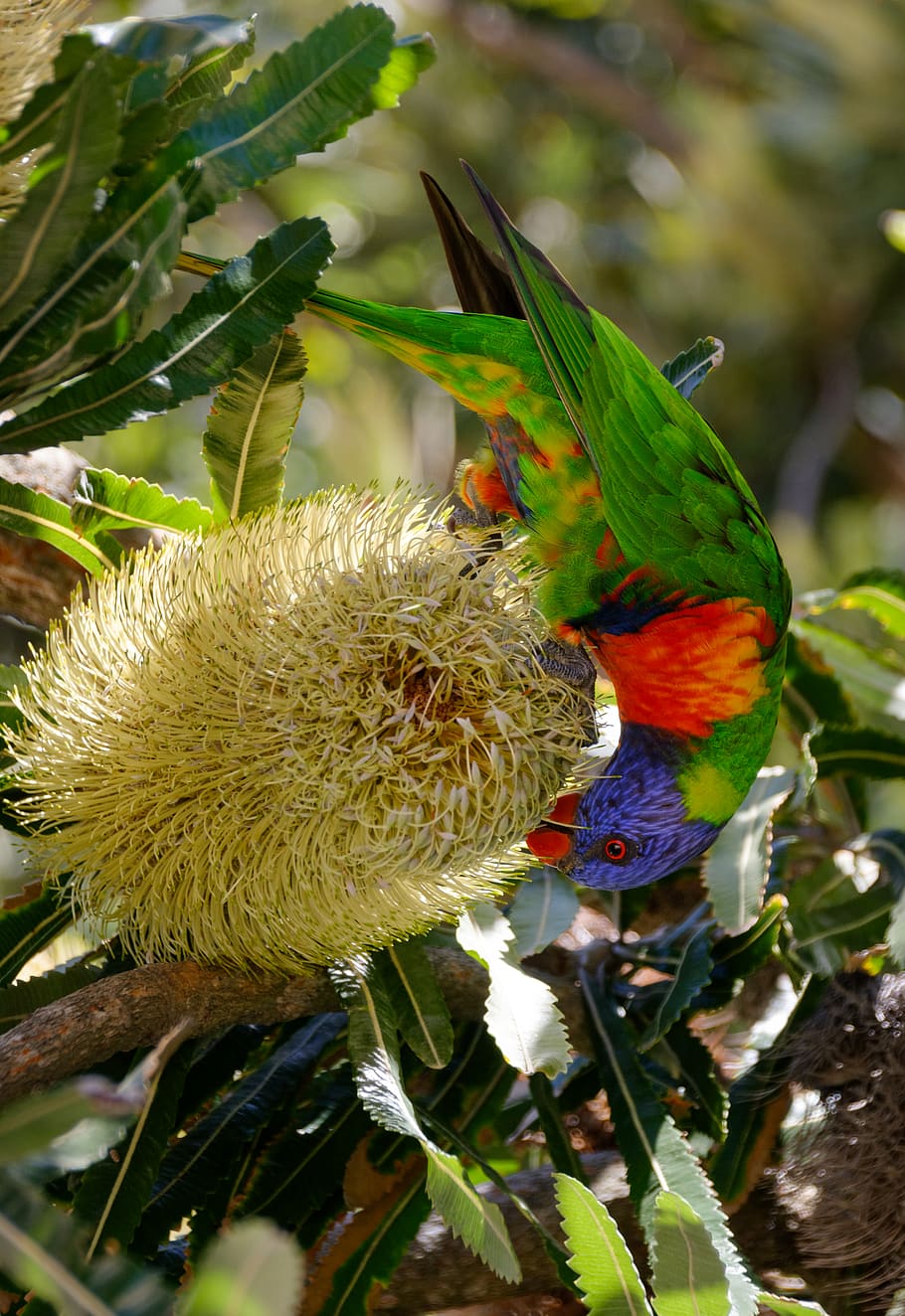 bird, animal, macaw, parrot, blossom, plant, flower, nature HD wallpaper