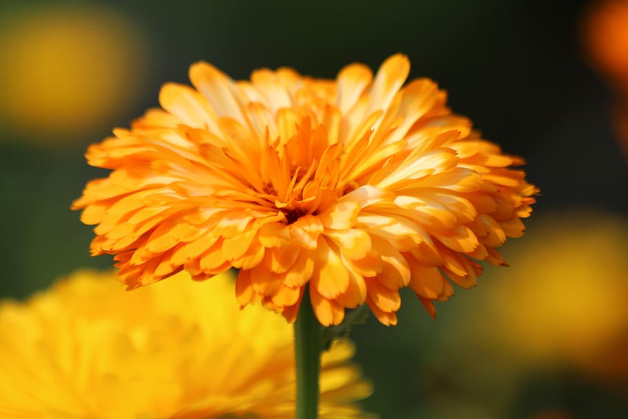 Calendula & Chamomile Olive Oil Infusion - The Process & Benefits for Skin  – Inana's Soaps