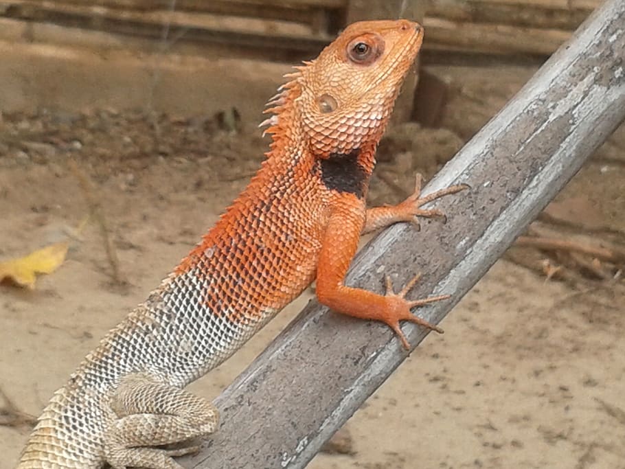 india, indore, log, nature, lizard, village, color, animal themes HD wallpaper