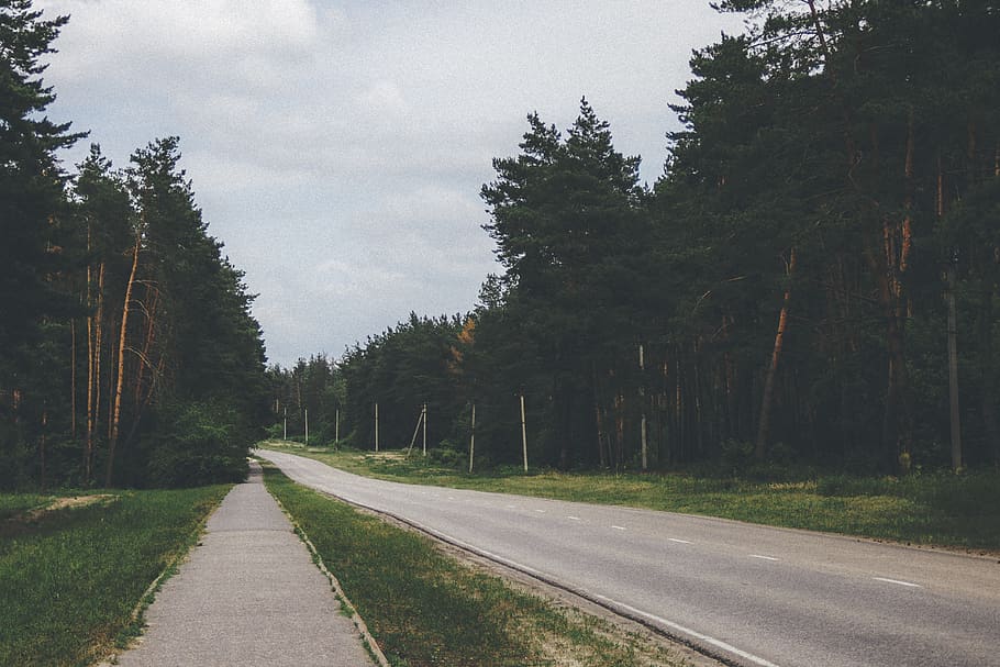 tree, road, plant, direction, the way forward, transportation HD wallpaper