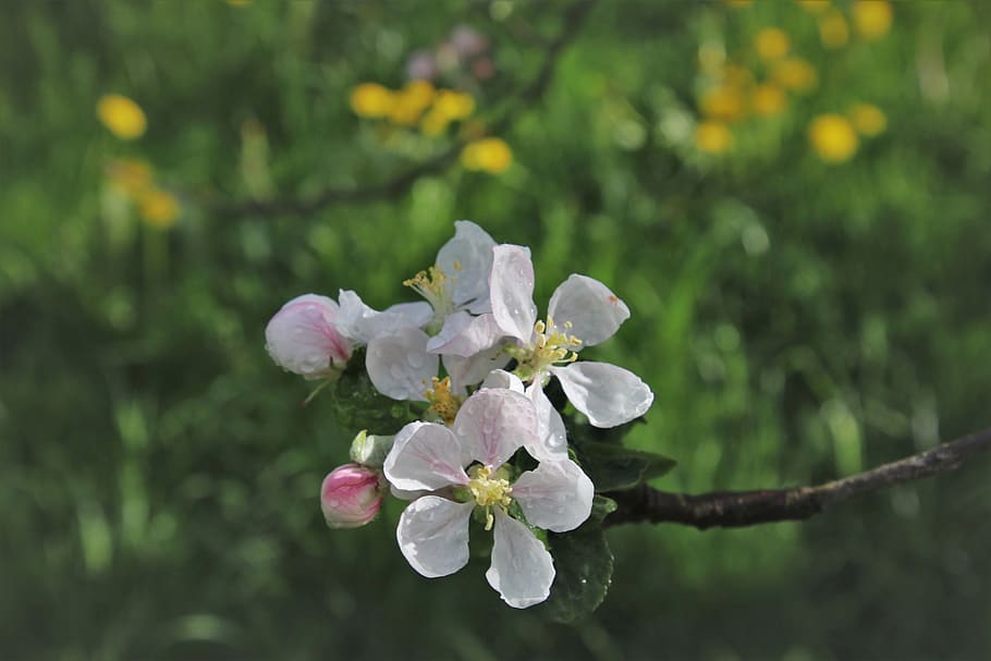sprig, wet, branch, sad, plant, blooming, the freshness, biel HD wallpaper