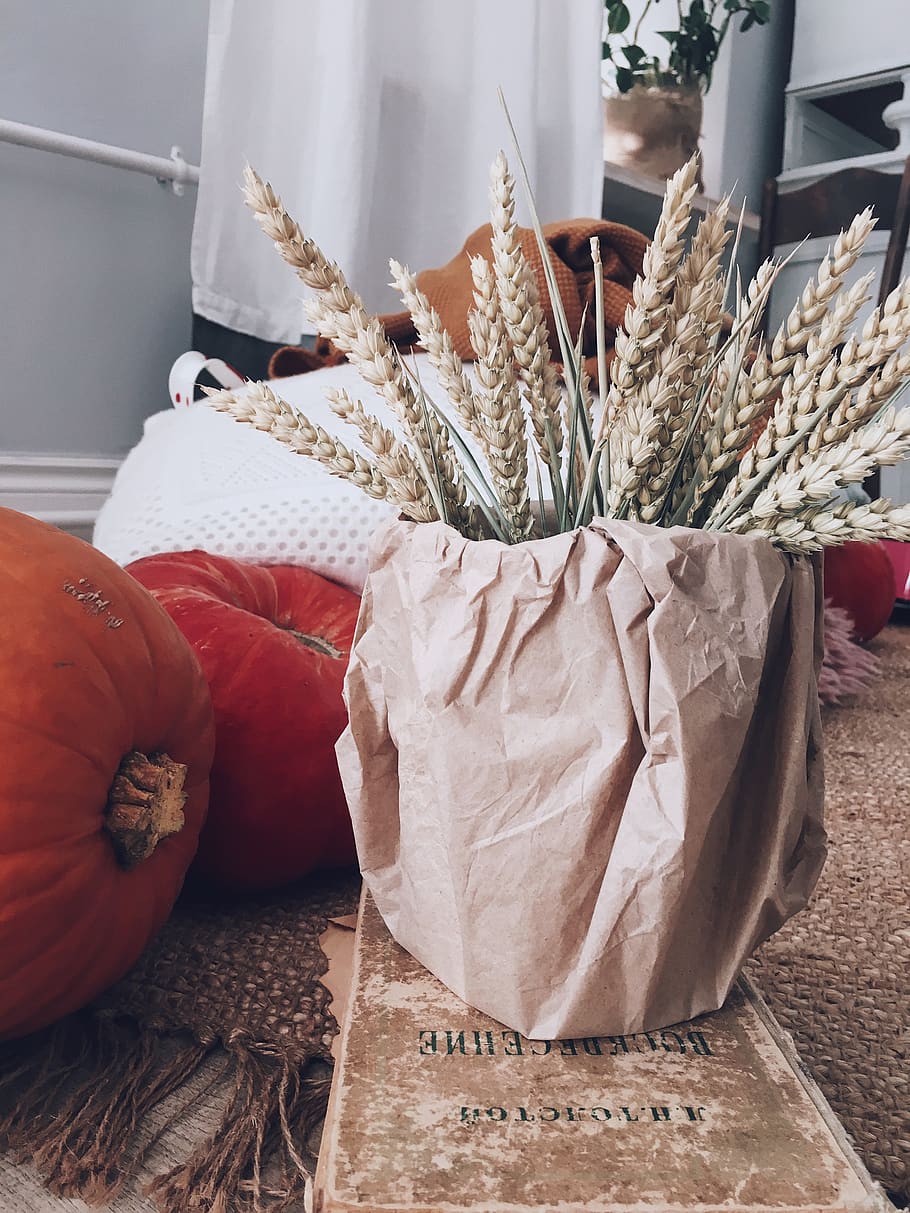 Wheat Grasses in Case, close-up, colors, indoors, pumpkins, food and drink HD wallpaper