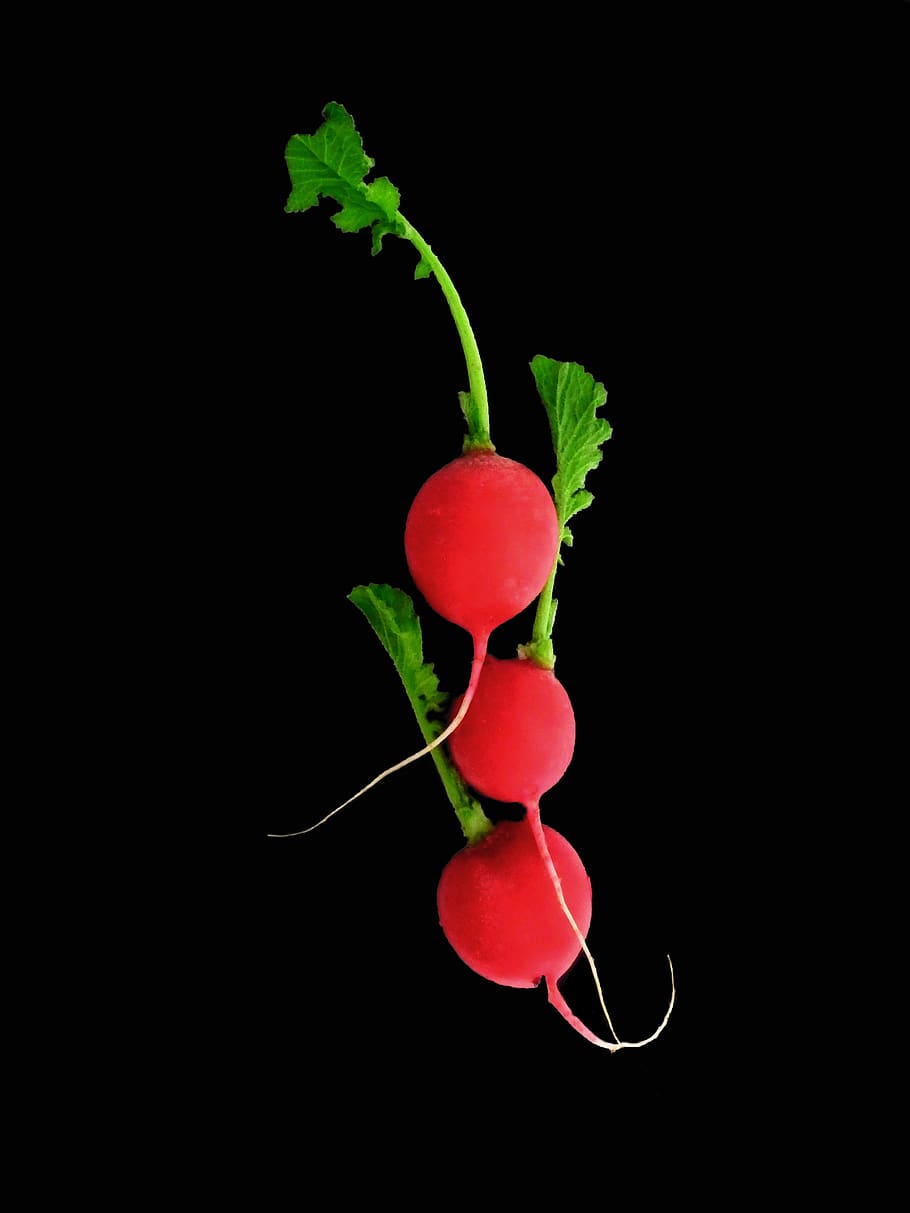 vegetable, radish, eat, vegetarian, red, nutrition, studio shot HD wallpaper