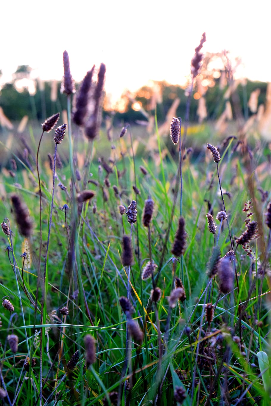 sunset, grass, nature, outdoors, fields, sunrise, in the evening HD wallpaper