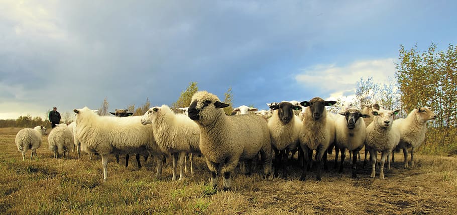 Flock of Sheep in Field Under Blue Sky, animals, clouds, farm HD wallpaper