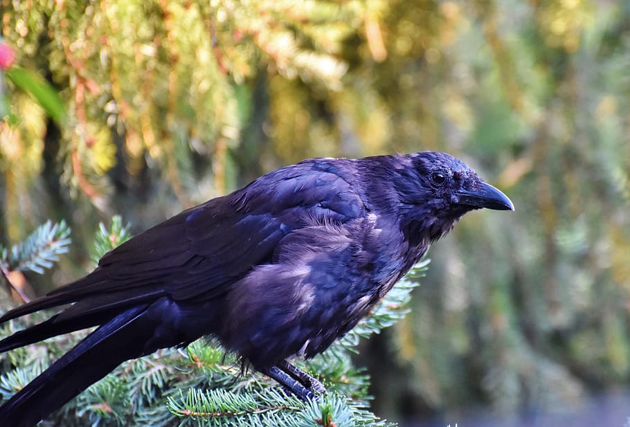 HD Wallpaper Raven Crow Raven Bird Common Raven Jackdaw Carrion Crow Wallpaper Flare