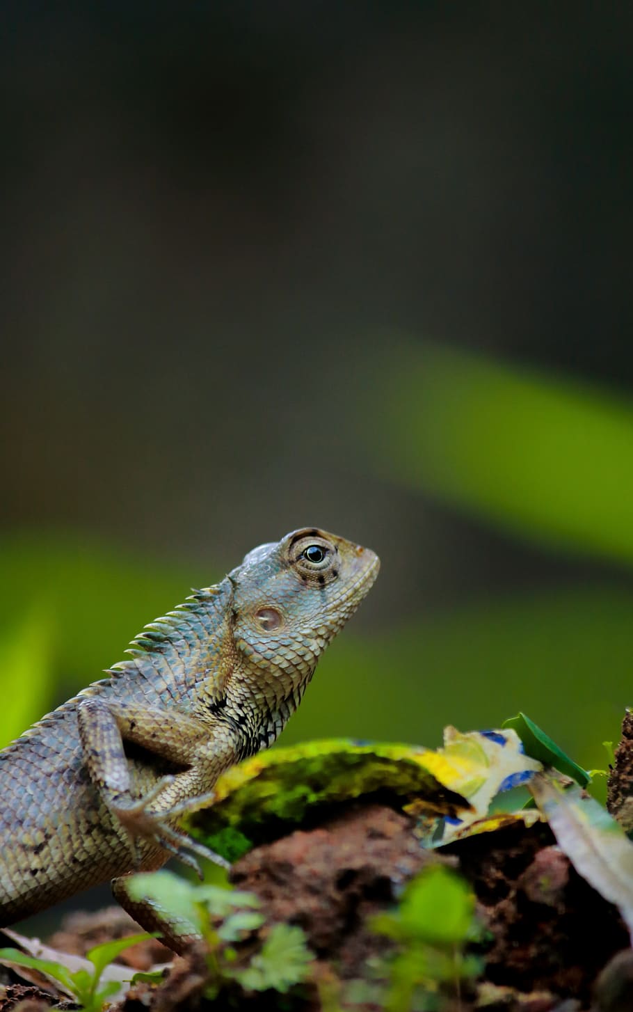 50+ Free Chamaeleonidae & Chameleon Images - Pixabay