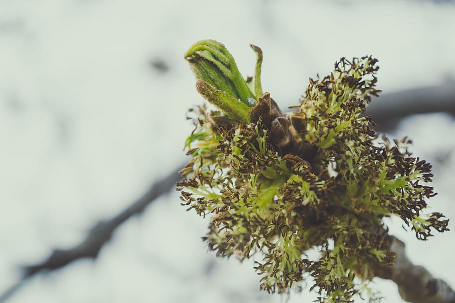 Green Leaves in Close Up Photography, branch, bud, close-up, environment HD wallpaper