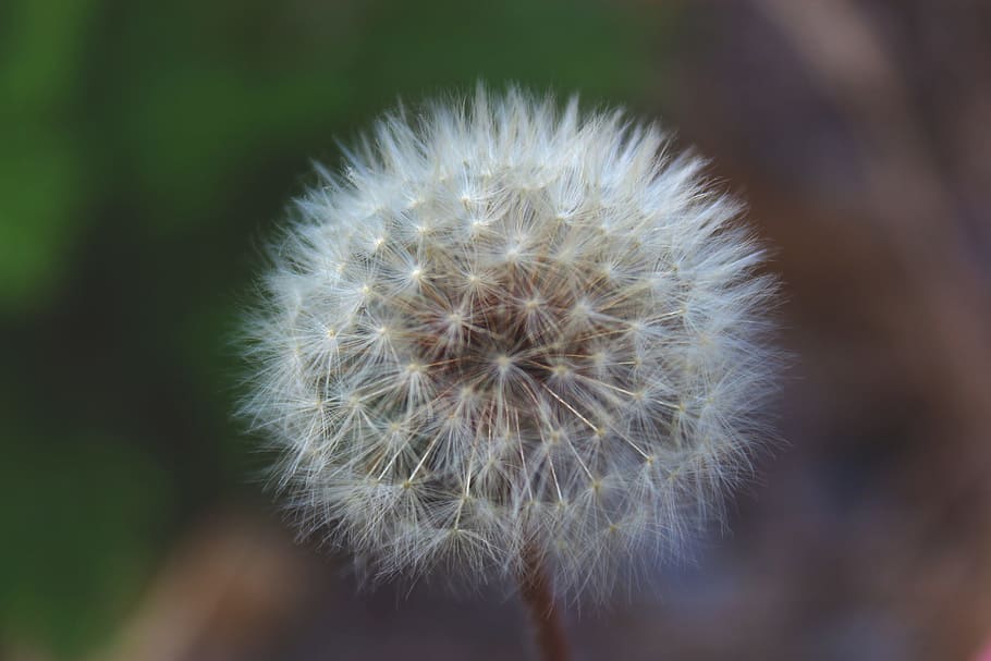 dandelion, summer, nature, flower, vulnerability, fragility HD wallpaper