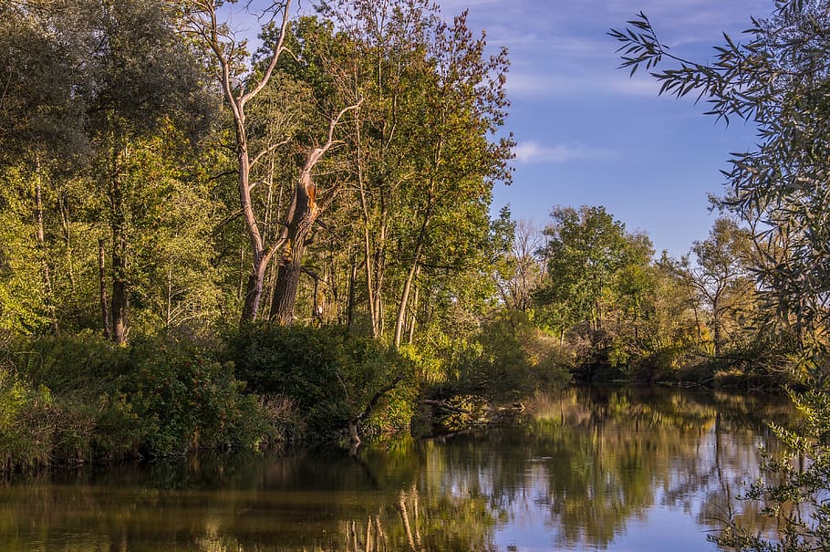 water, river, landscape, mirroring, forest, trees, sky, dusk HD wallpaper