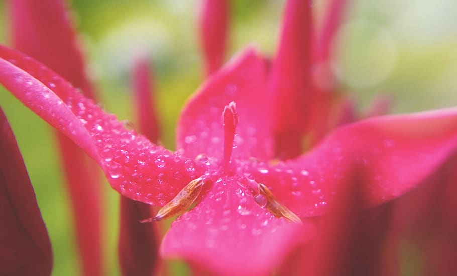 water, drops, droplets, pink, white, green, blooming, flower HD wallpaper