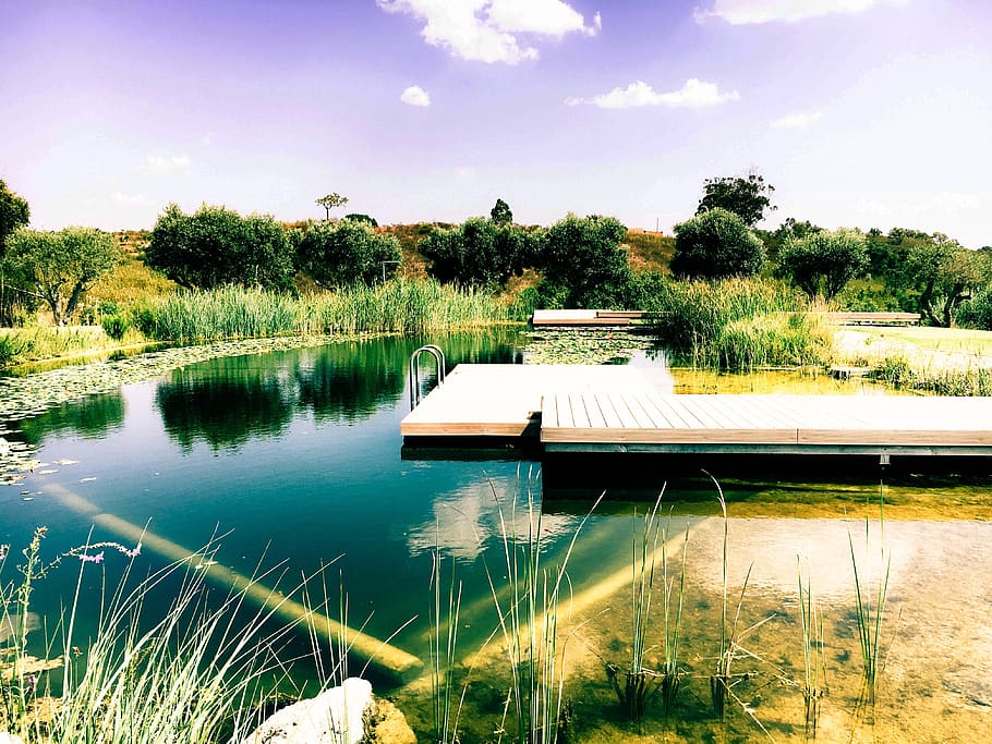 lake, pool, swimming pool, nature, plant, water, tree, tranquility HD wallpaper