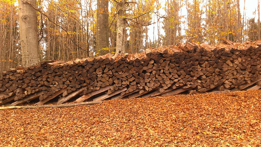 tree, forest, land, autumn, plant, nature, tree trunk, plant part HD wallpaper
