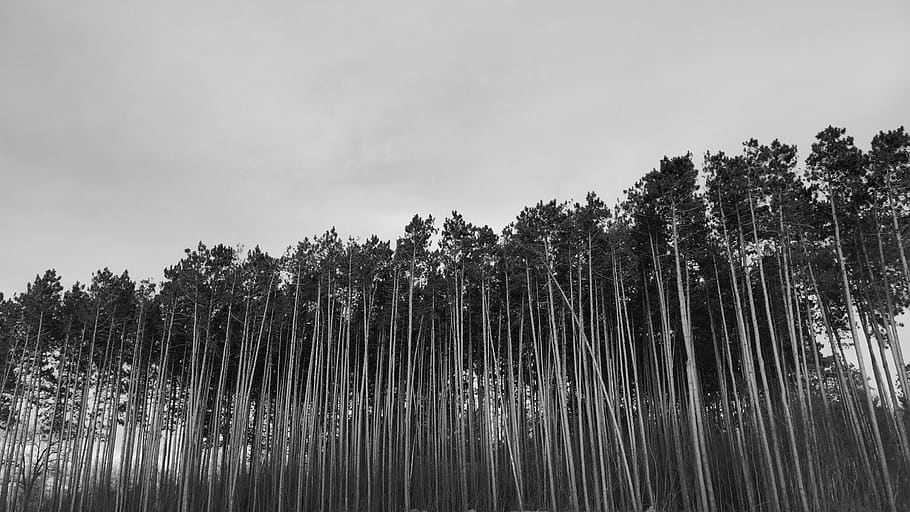 pines, tall trees, parallel lines, black and white, treeline, HD wallpaper