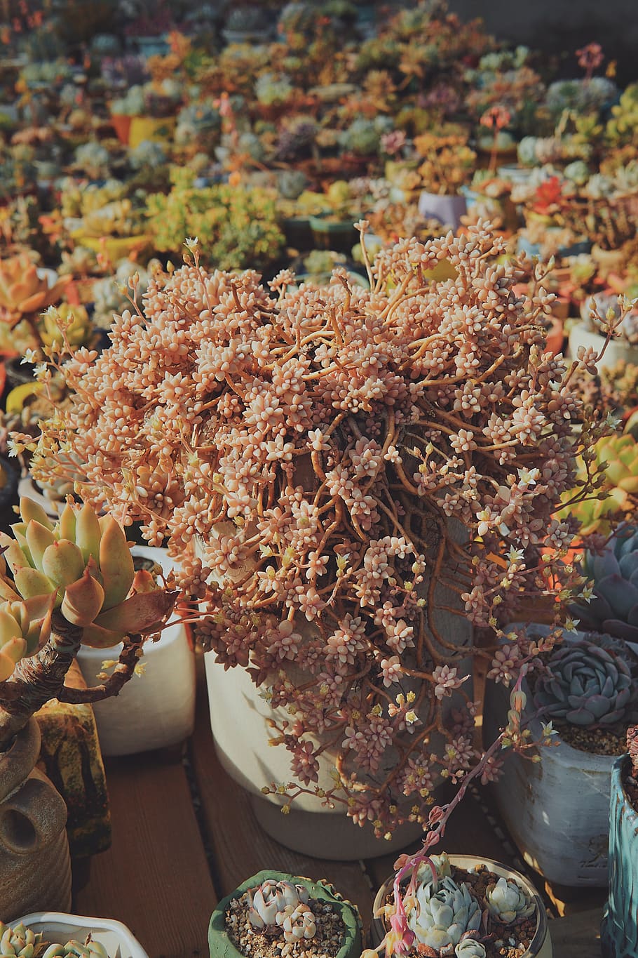 plant, flower, no people, flowering plant, close-up, nature HD wallpaper