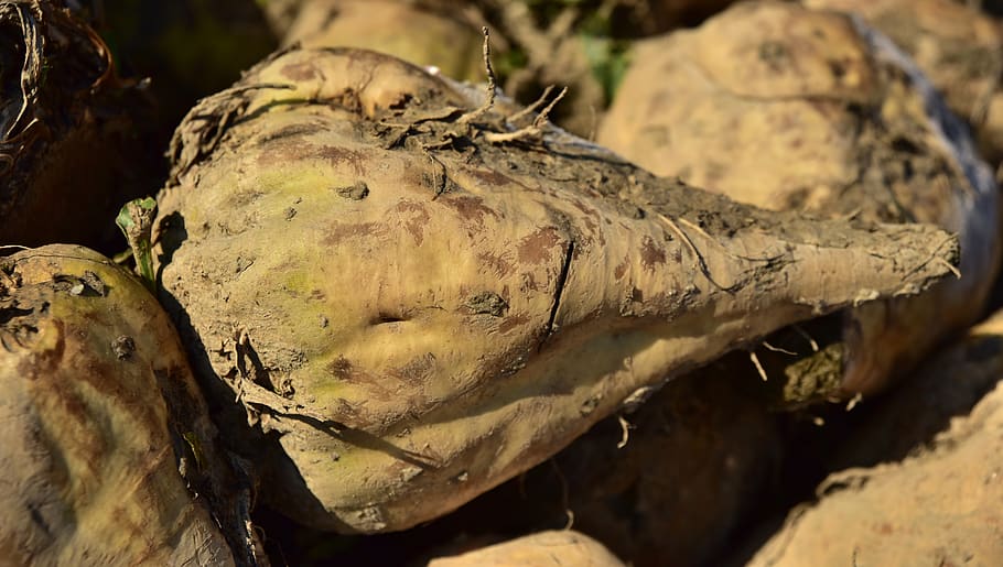 sugar beet, vegetables, turnip, root vegetables, commodity, HD wallpaper