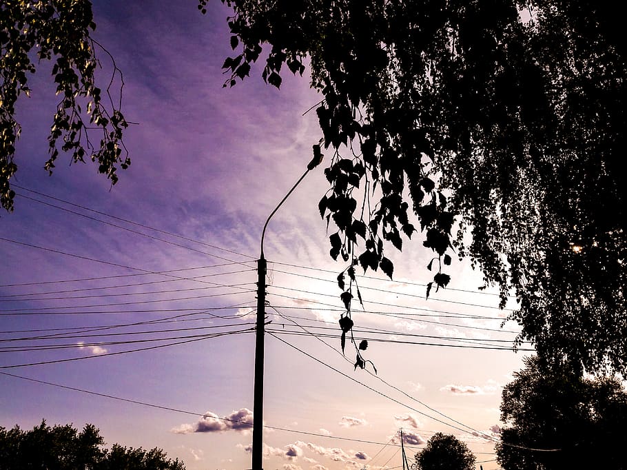 russia, tomsk, tree, cable, sky, plant, power line, electricity HD wallpaper