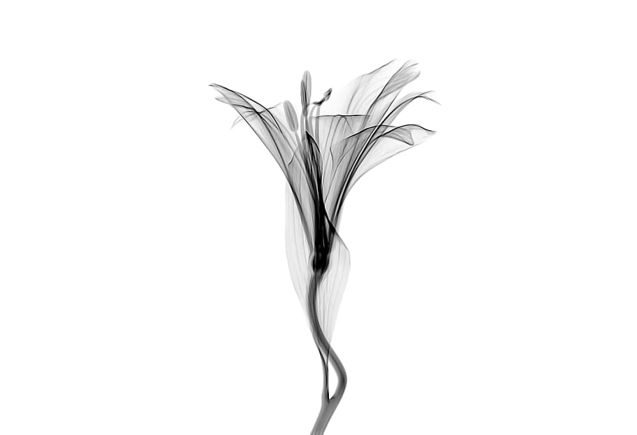 white and gray petaled flower, studio shot, close-up, white background HD wallpaper