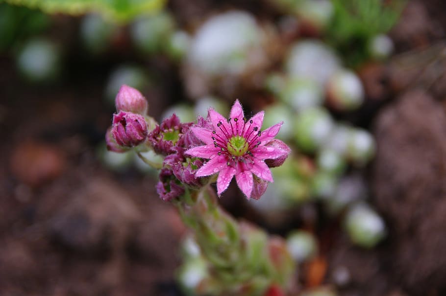 flower, blossom, bloom, nature, plant, summer, flora, garden HD wallpaper